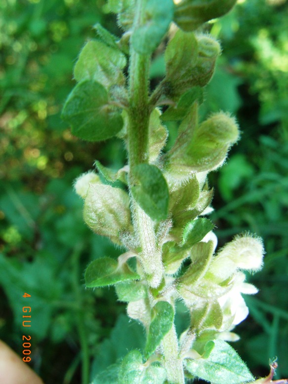 Teucrium flavum